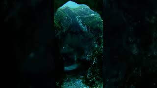 Local takes our camera & goes cave diving at 7 Sisters Springs. Full Video ??