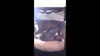 Egyptian Maus Growling and Fighting by MyEgyptianMau 698 views 10 years ago 27 seconds