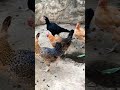 #ChickenLife #FarmFresh #BackyardChickens  #PoultryFarm #ChickenLovers