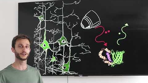 The Emiliani Lab presents "Circuit Optogenetics"