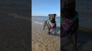 Holly’s First Beach Day… Then vs Now 🥰🐾🏖️