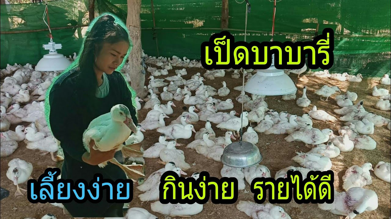 ไม่ธรรมดา เป็ดบาบารี่ แค่ 3 เดือน รายได้ครึ่งแสน
