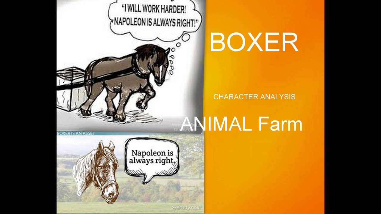 animal farm essay on boxer