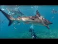 Shark Repellent Experiment | Oceans | BBC Earth