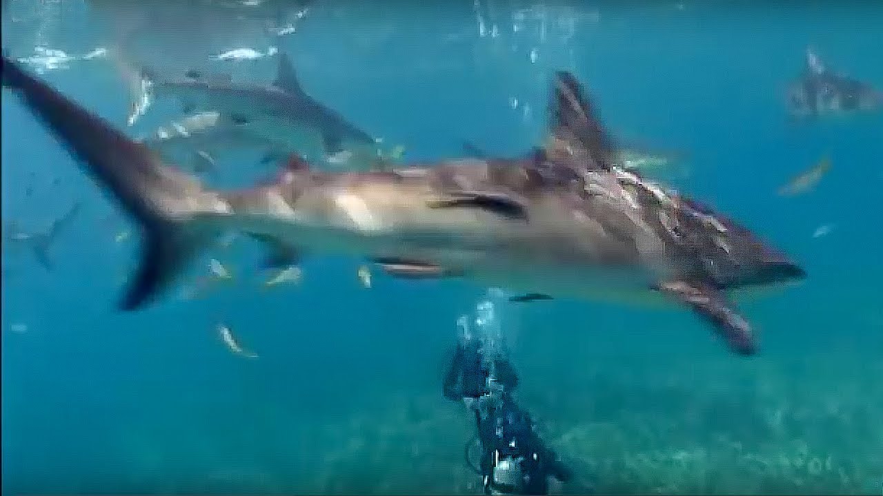 ⁣Shark Repellent Experiment | Oceans | BBC Earth