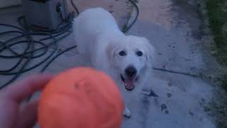 German Shepherd vs. Great Pyrenees 🤣
