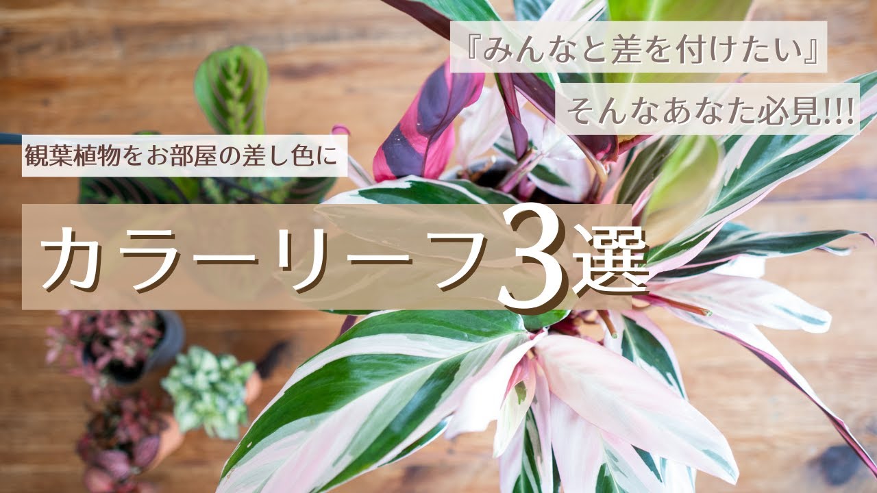 インパクト大！カラーリーフ3選】他の人と差が付く！おしゃれ観葉植物