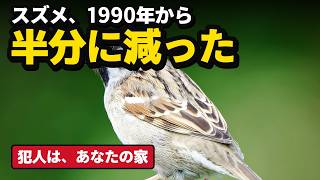 スズメ｜なぜ日本から静かに消えつつあるのか
