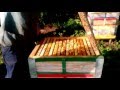 13.Beekeeping. Двух маточные отводки. Что имеем?