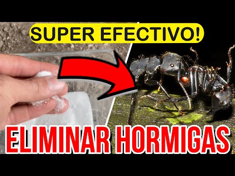 Las HORMIGAS No ENTRARÁN A Tu CASA O JARDÍN Si USAS ESTO! | Remedio Casero Contra HORMIGAS