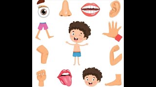أجزاء جسم الإنسان للأطفال بالعربية و الفرنسية- Apprendre  le corps humain