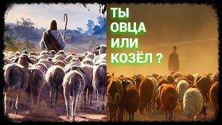 Ты Овца или Козёл?