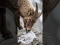 The ascent into the alpine drop zone is never driven by exploratory behavior; it is a #animals