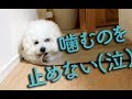 子犬がカーペットを噛む！止めさせるスプレーを吹きかけた結果…