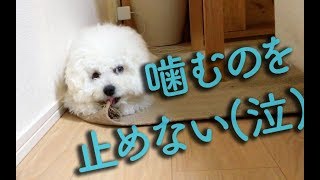 子犬がカーペットを噛む 止めさせるスプレーを吹きかけた結果 Youtube 子犬がカーペットを噛む 止めさせるスプレーを吹きかけた結果 Youtube
