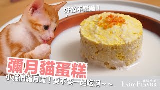 小貓滿月囉一起吃飯飯彌月貓蛋糕【貓主食食譜】好味貓廚房EP102