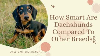 How Smart Are Dachshunds Compared To Other Breeds?