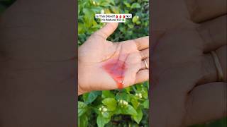சிவப்பு எண்ணெயின் ரகசியம் என்ன!?#haircare#hairoil#diy#red#tips#care#tamil#skincare#longhair#colors