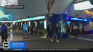 Chicagos Shedd Aquarium Has Free Days For Illinois Residents