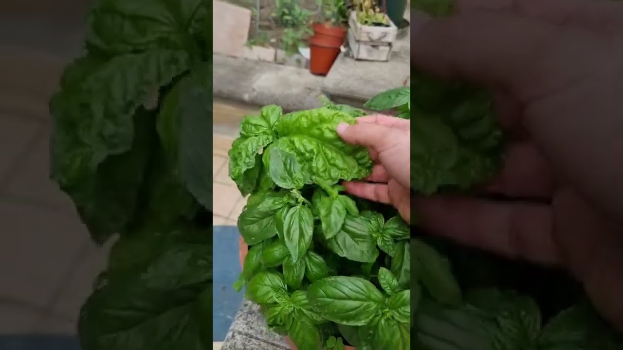 Nonna Giant Fresh Basil #shorts | Vincenzo