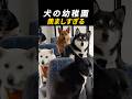 犬の幼稚園、バス通園で水泳に山登りまであるのが羨ましすぎた #shorts #おすすめ　 #癒し #動物 #かわいい #面白い #犬   #すごい #ペット
