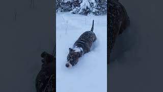 Look How Happy He Is Running Through The Snow