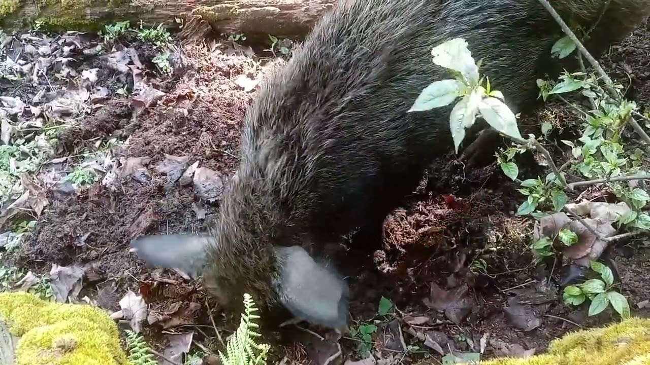 View of domestic animals raised in high mountain regions