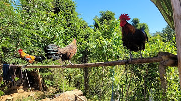 Come see the 3 roosters friends 28.10.2025