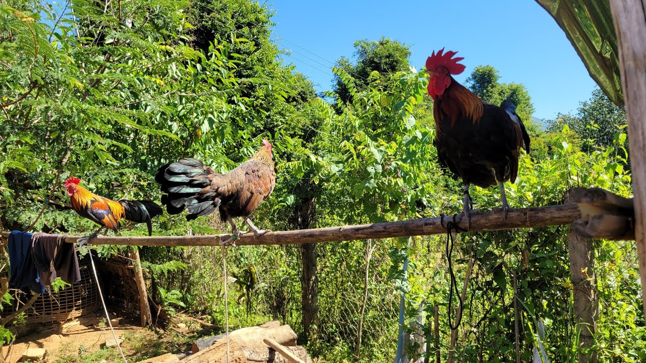 Los saib kv 3 tug qaib dib cov phooj ywg 28.10.2025