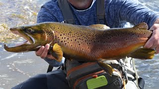 Trophy Class Brown Trout (Colorado Fly Fishing)