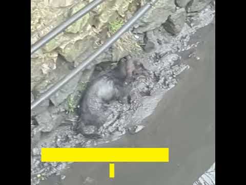 ჭიათურაში მაშველებმა ძაღლი გადაარჩინეს