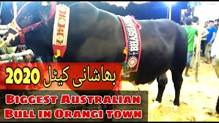 Heavy Bulls in Karachi || Bhashani Cow 2020 || Giant Bulls || Bhashani Cattles in Orangi Town
