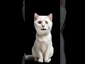 17 May 2025 meow meow Billi Karti main aaun#😺😺#funny #shorts