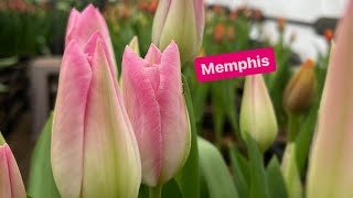 Тюльпан Memphis 🌷