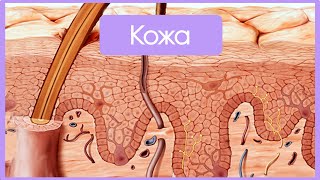 Кожа и ее производные | Частная гистология