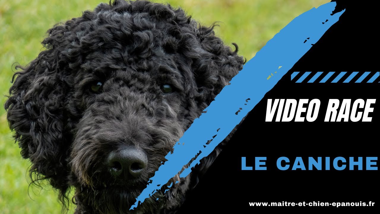 A la découverte d'une race de chien un peu passée de mode : le Caniche, image size:1280x720
