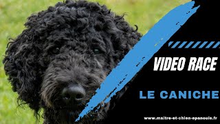 A la découverte d'une race de chien un peu passée de mode : le Caniche