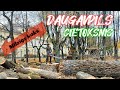Latvija Daugavpils Крепость осенью Работают арбористы Парк в крепости Огромное дерево Диаметр 1м50см