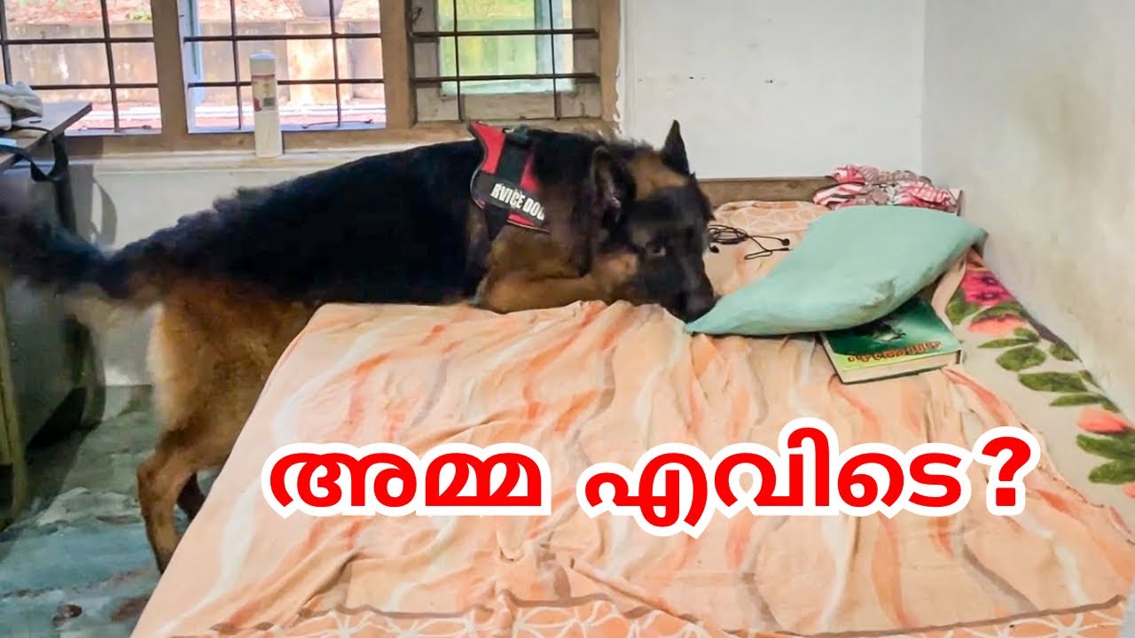 4 ദിവസത്തിന് ശേഷം ലിയൊക്കുട്ടൻ അമ്മയെ കാണുമ്പോൾ ഉള്ള reaction 😍|LeoLaika|Chottuz