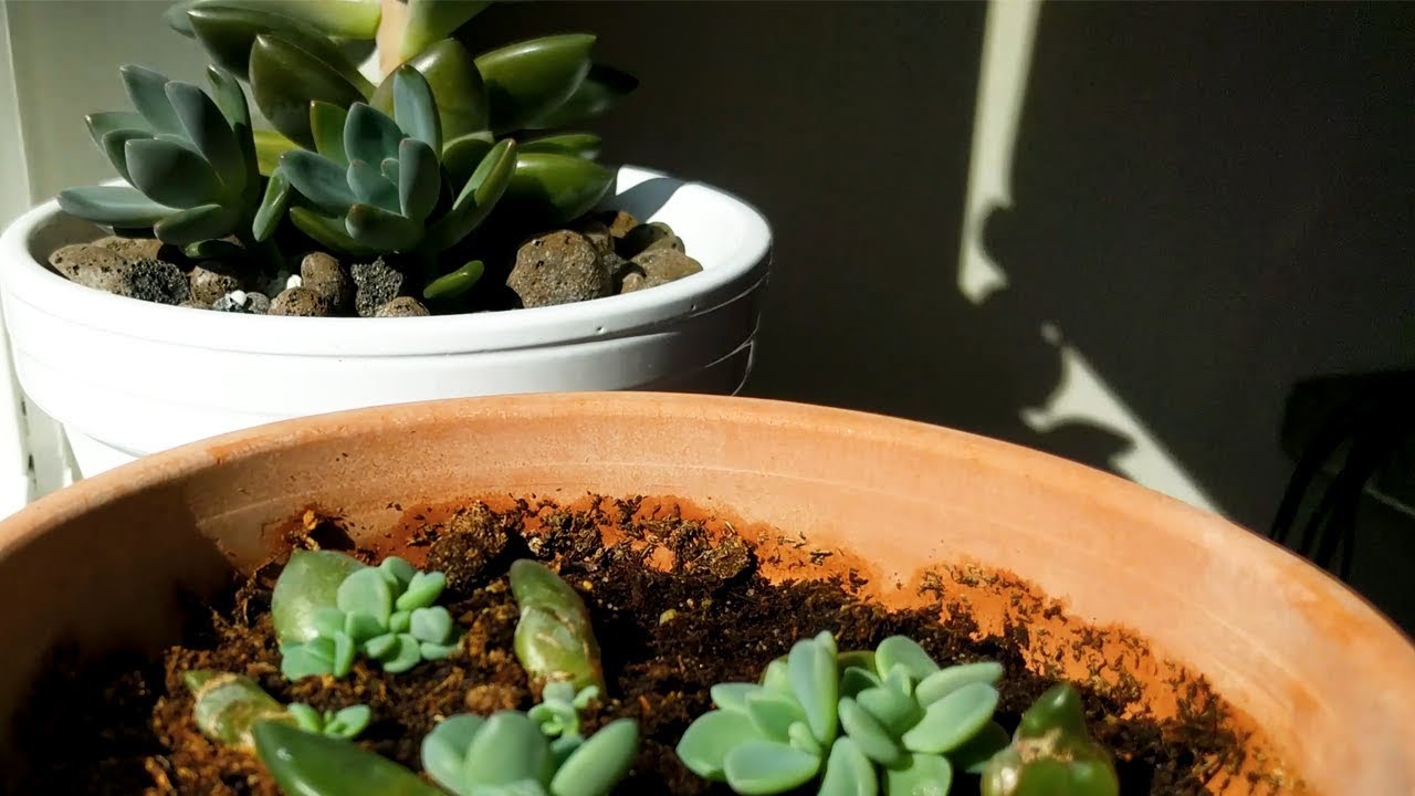 Succulent Propagation TimeLapse