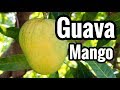 Our First Look at 'Guava' Mango!