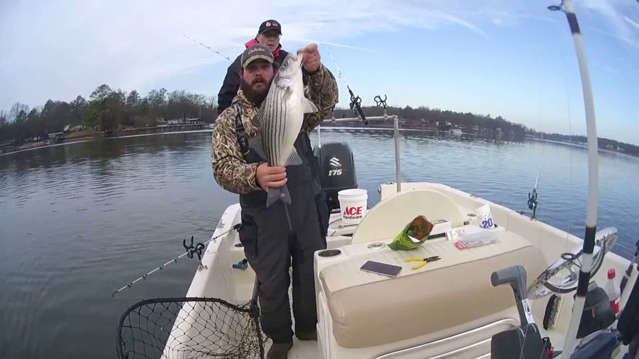 Striper Fishing on Lake Greenwood with Captain Daniel Skipper YouTube