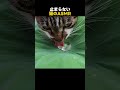 止まらない猫のASMR