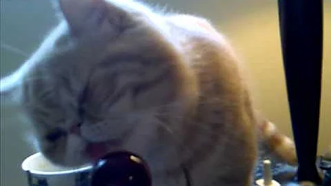 Watch the video about Exotic Shorthair loves my ****pop