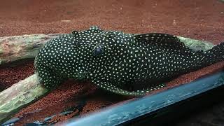 The beauty of LEPORACANTHICUS GALAXIAS - Pleco L007
