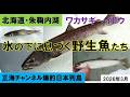氷の下に息づく野生魚たち～北海道・朱鞠内湖～