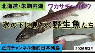 氷の下に息づく野生魚たち～北海道・朱鞠内湖～