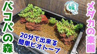 トロ舟ビオトープの作り方～超簡単！維持管理も楽！バコパの森～【めだかのビオトープ】