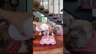 Hizo helado para sus perros 😳