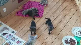 Isidors cat siblings 2 by Isidor the Egyptian Mau Cat 10 views 4 years ago 52 seconds